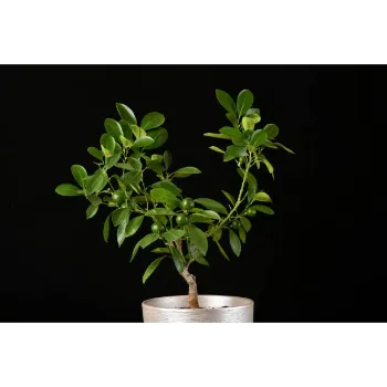 Organic Guava Plant